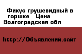 Фикус грушевидный в горшке › Цена ­ 2 000 - Волгоградская обл.  »    